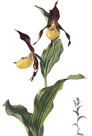 Frauenschuh - Cypripedium calceolus