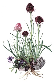 Kohlröschen - Orchidaceae